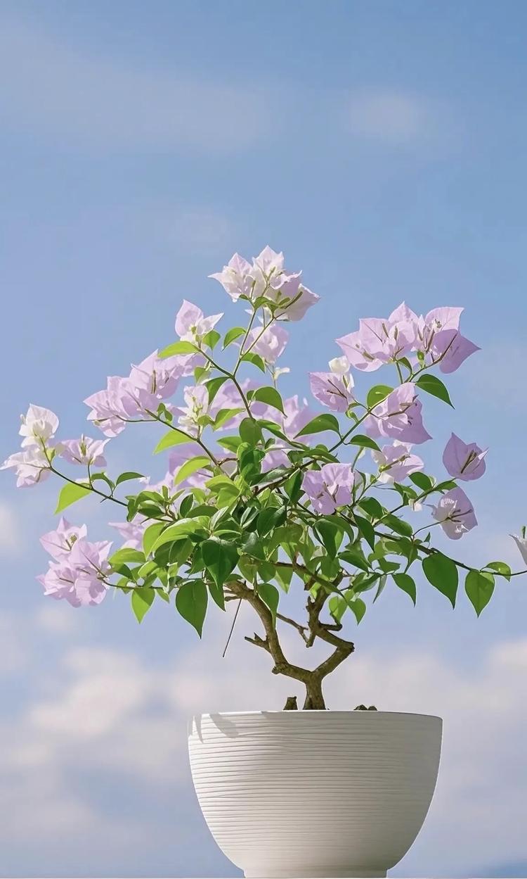 林家花港