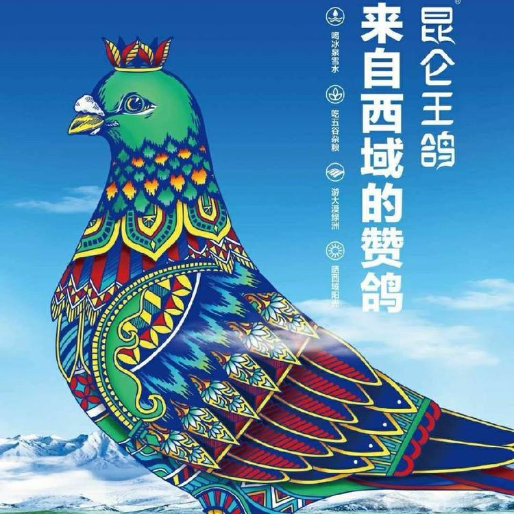 昆仑王鸽
