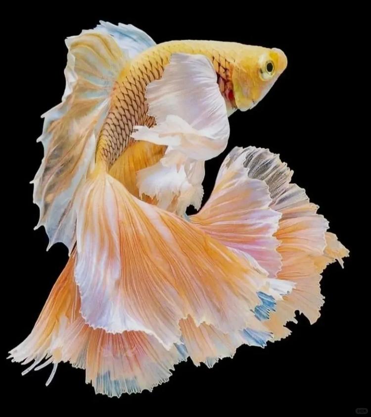 海绵宝宝水族馆