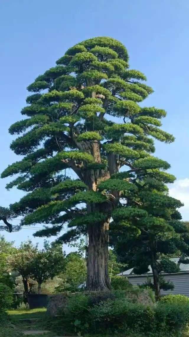 花音谷嘉木果树苗木专卖店