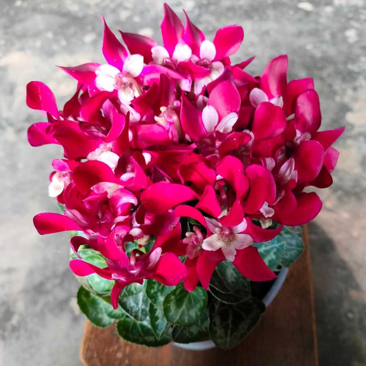 花漾绿境