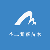 小二紫薇苗木