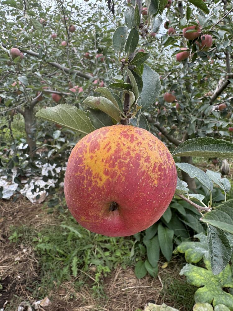 昭通丑苹果当季