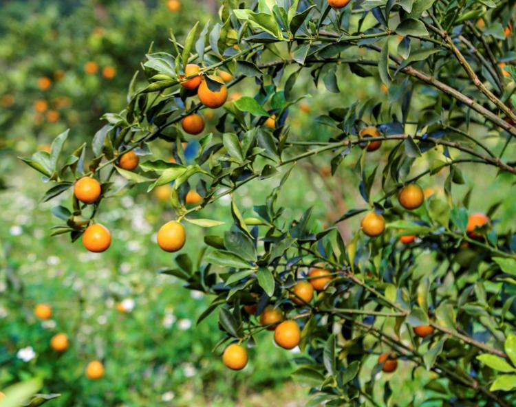 广西环江四季鲜果