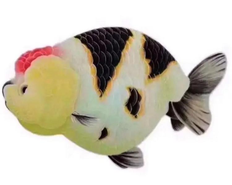 喜鱼观赏鱼工作室