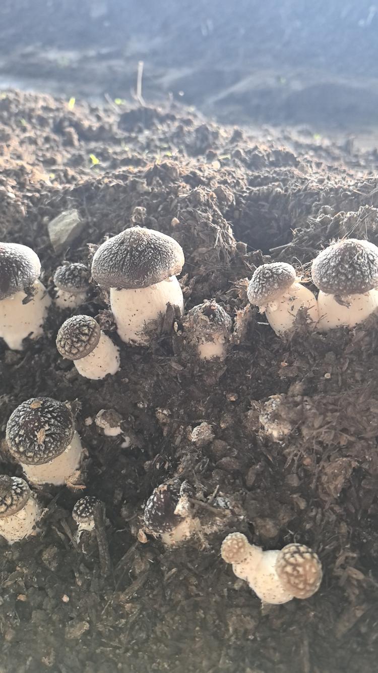 大盼林下菌菇