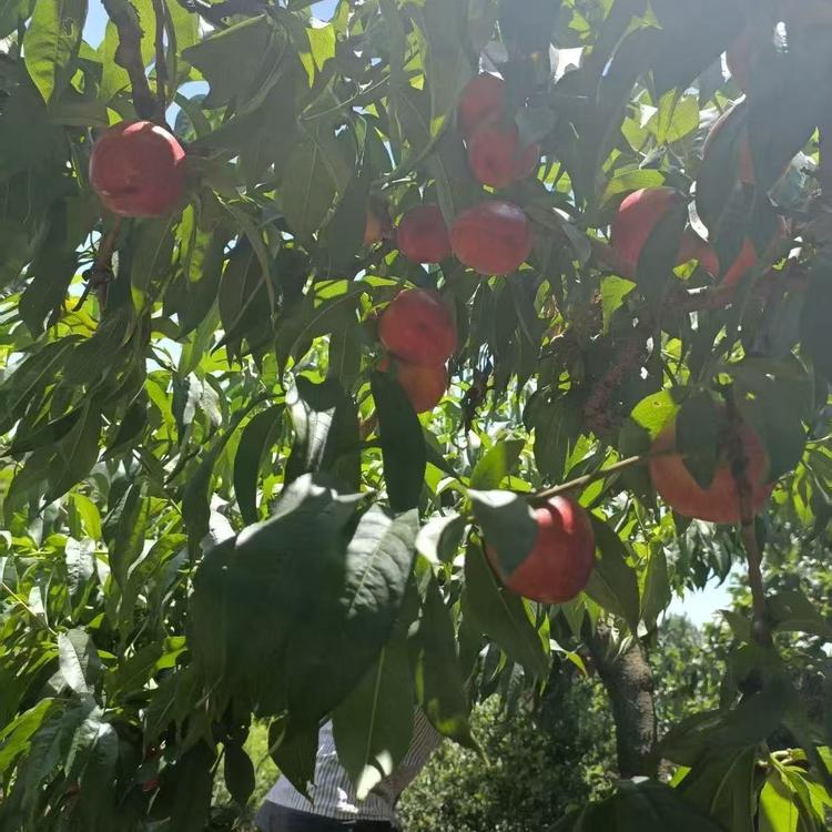 小牛时令生鲜