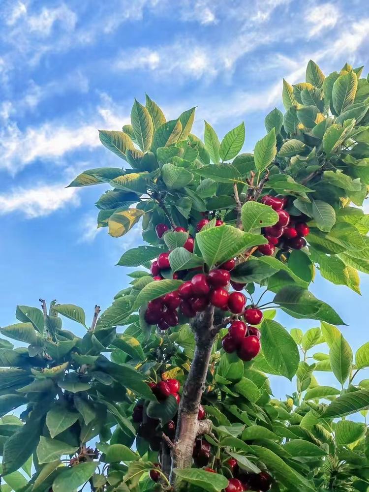 大连小周大樱桃