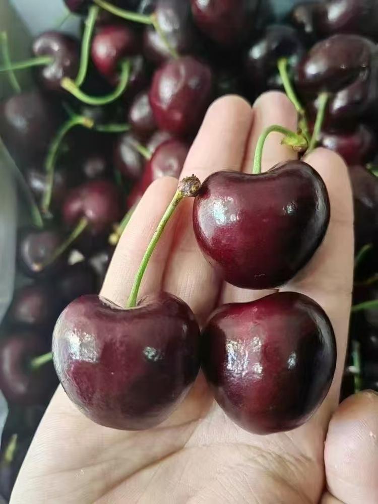 云云鲜果全线批发