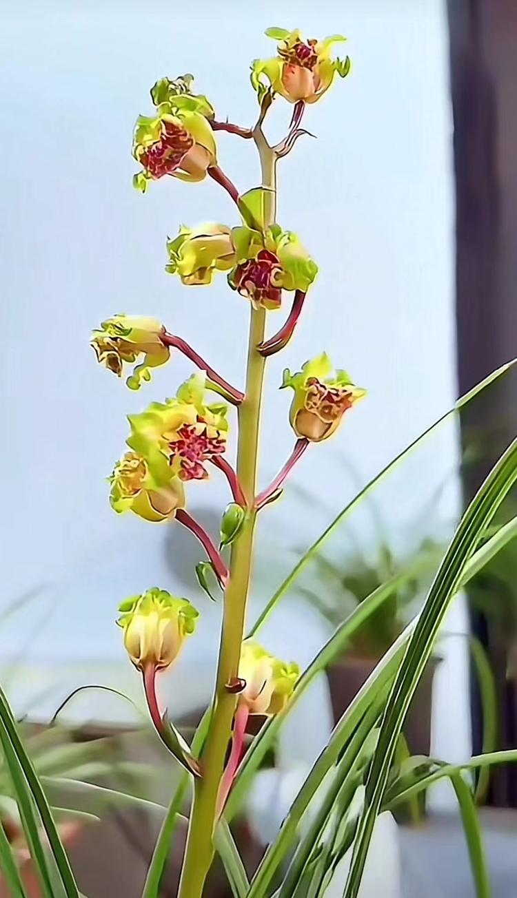 沁兰苑花卉绿植