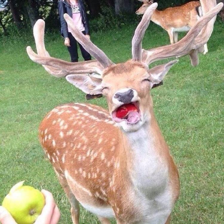 至臻鹿业