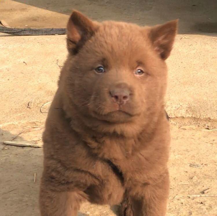 田园犬之家杰哥