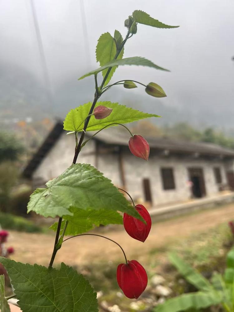 掌上名猪生鲜店