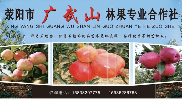 荥阳石榴先生