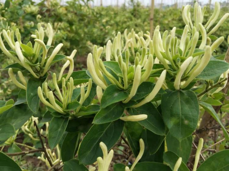 登封市银盛家庭农场的小店