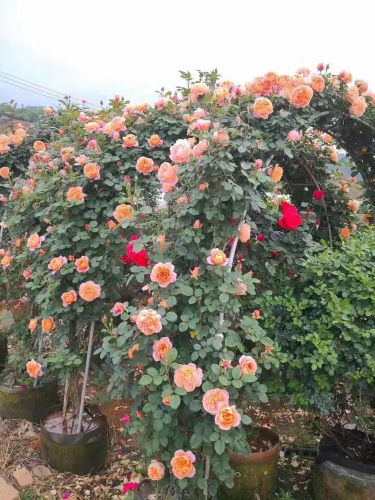 磊森花卉个体店