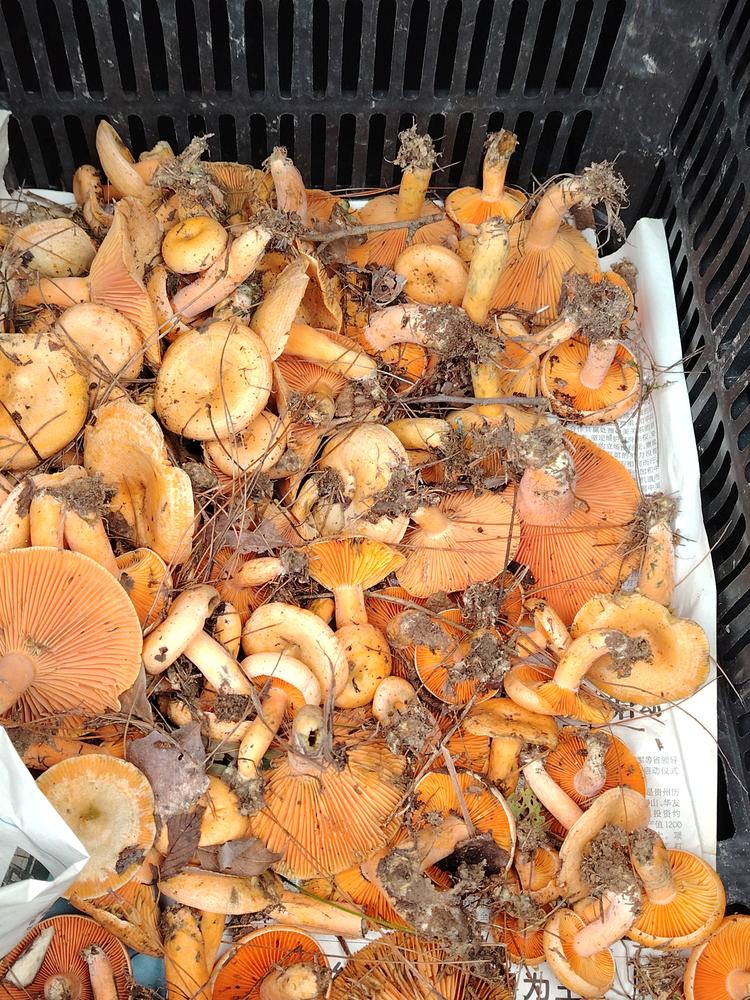 贵州三穗优质农产品