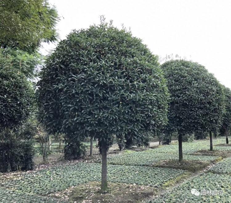 一凡桂花