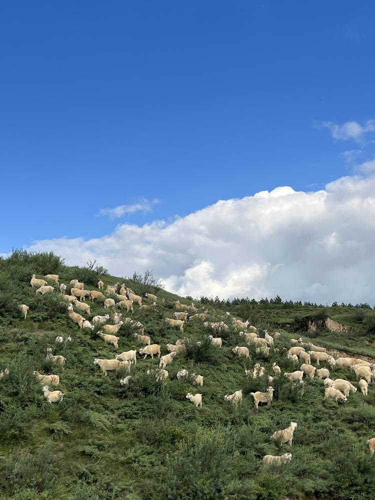 上郡牧倌正宗陕北跑山羊肉