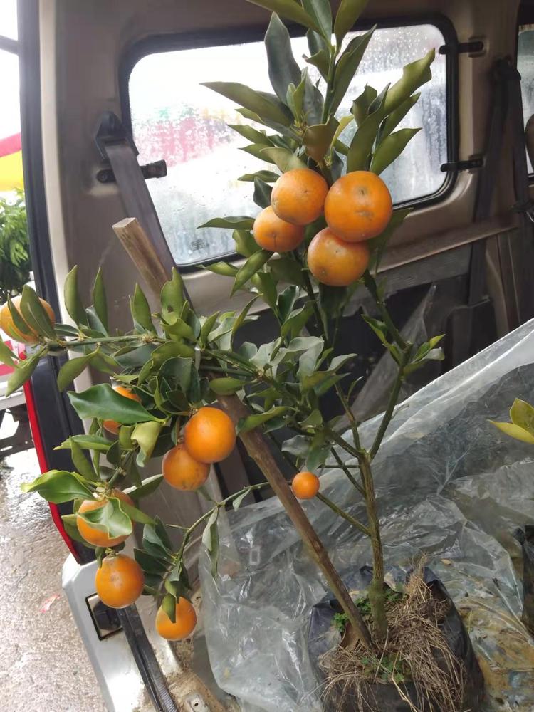 阳朔县艳兵苗木经营部的小店个体店