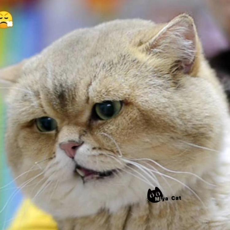 咪吖萌猫的小店