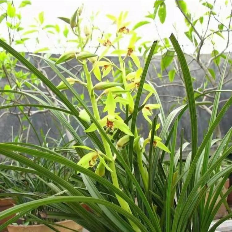帮琴种植园