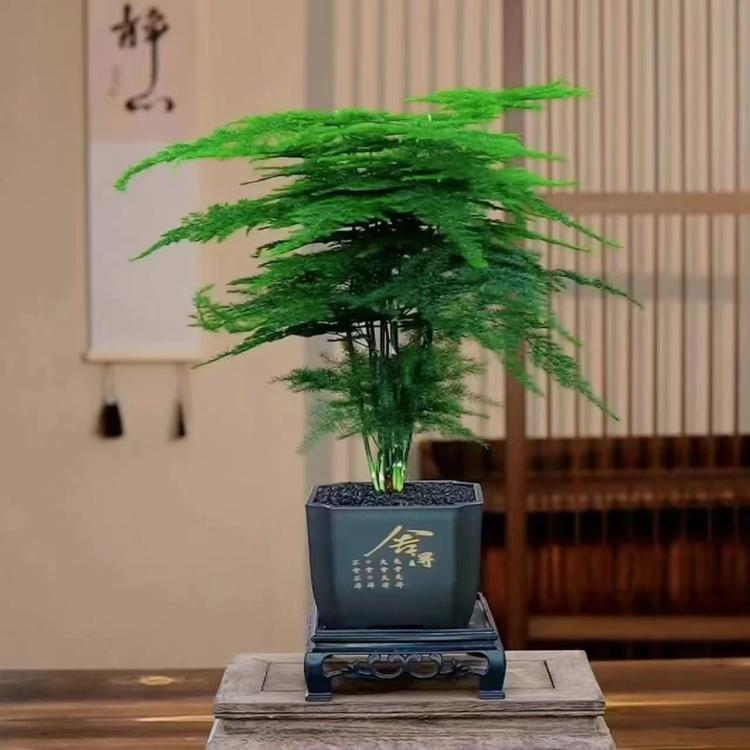 涛慧果树苗木专营店