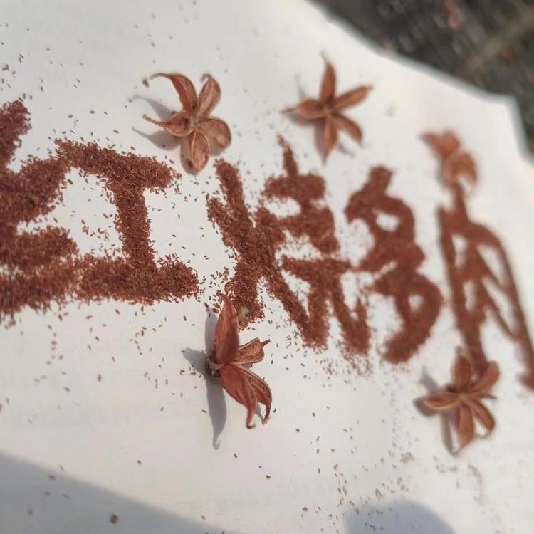 红烧多肉植物基地个体店