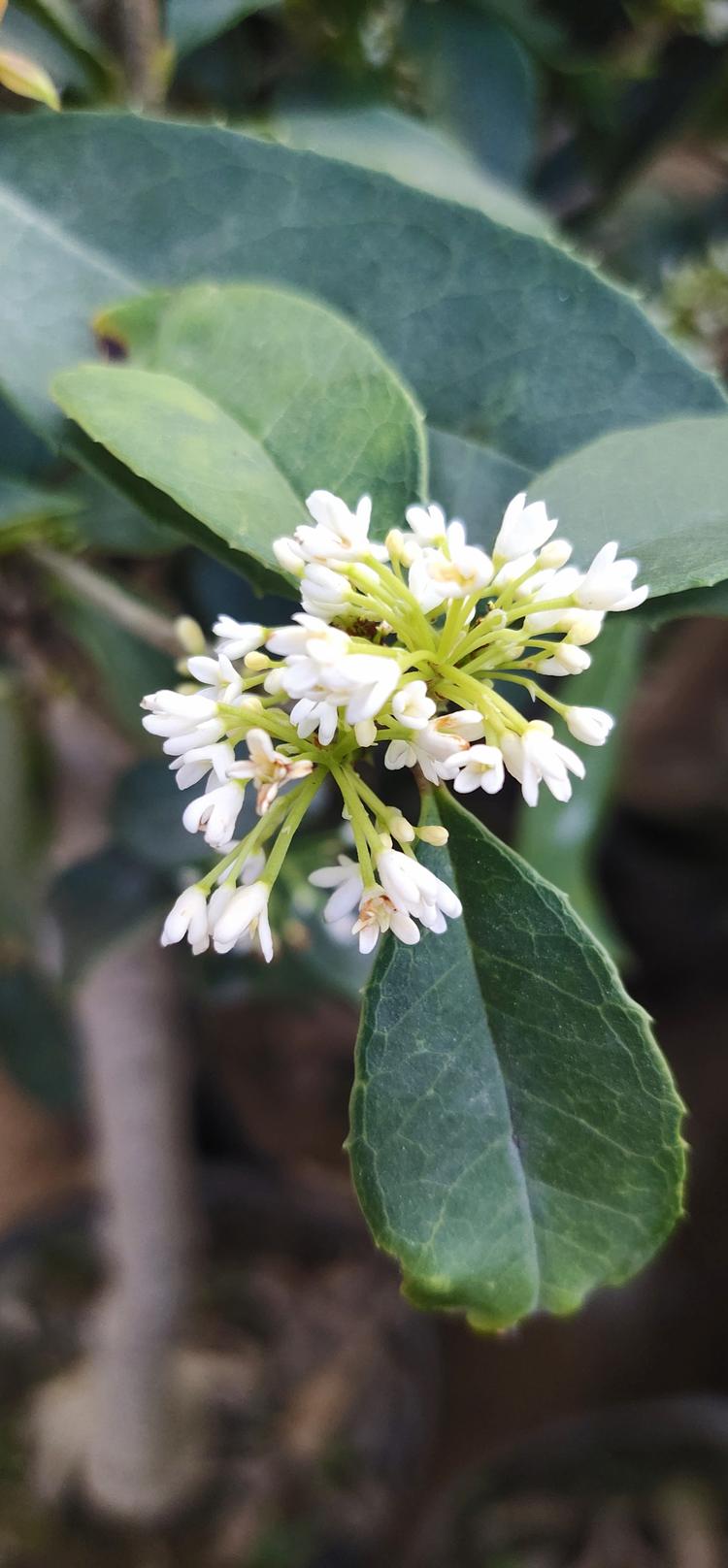 河东区茂航花卉苗木园艺苗圃的小店