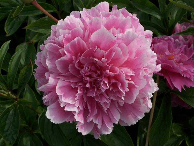 欣运花卉