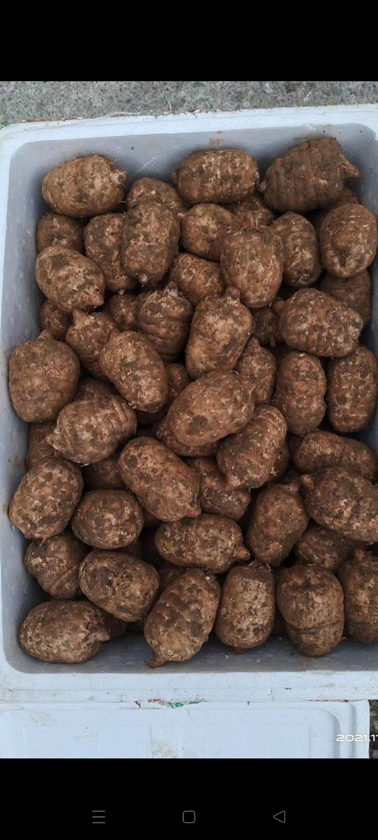 云南小草坝天麻小哥