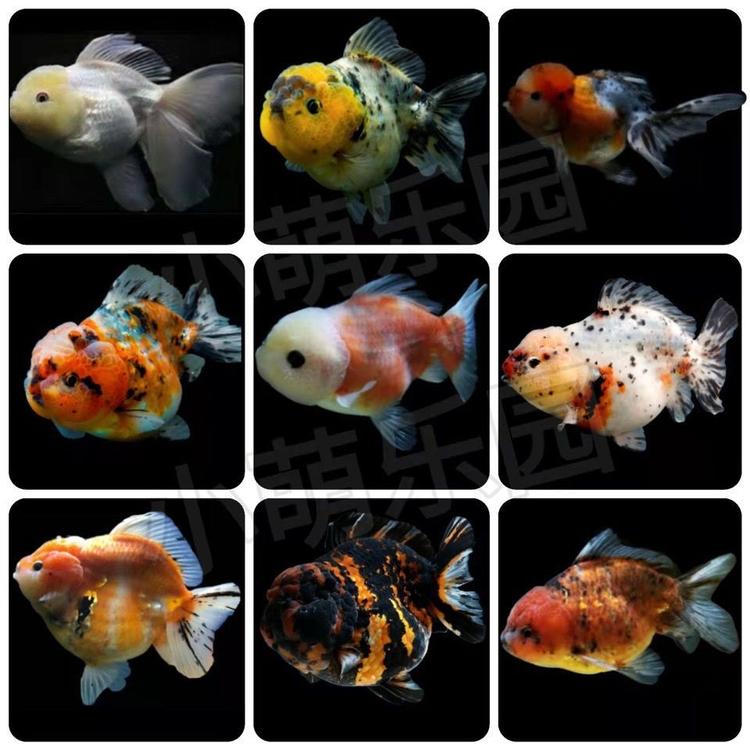 水世界水族观赏鱼