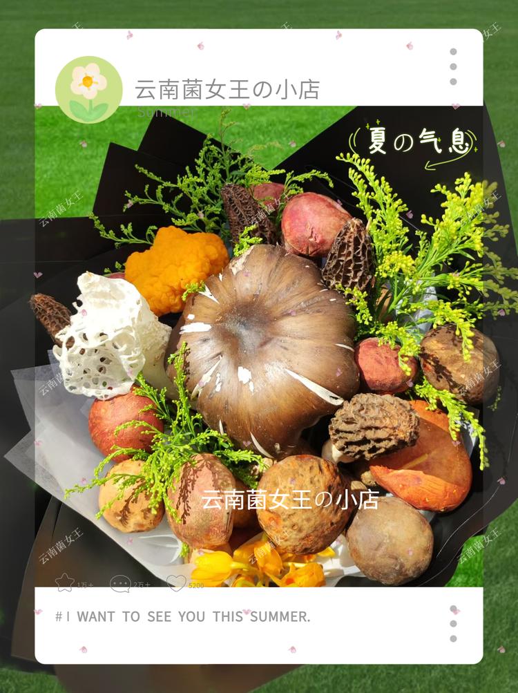 云南菌女王