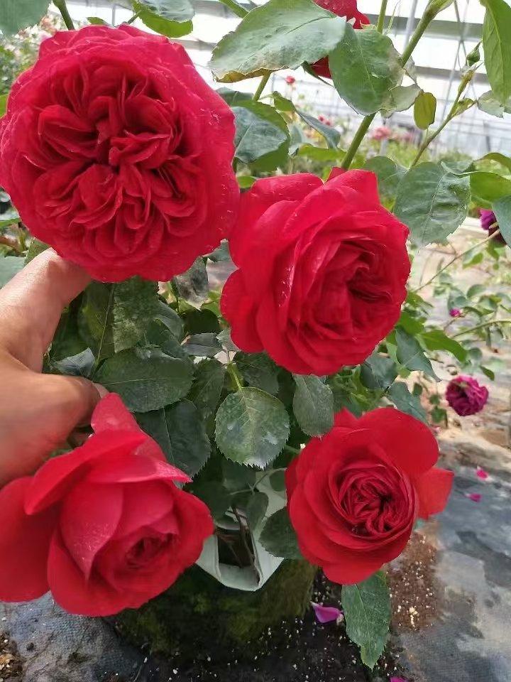 七叶岛水蒙果树苗木专卖店