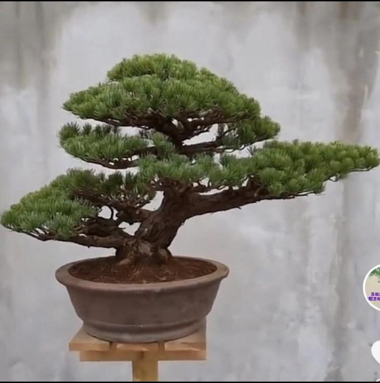 方城县五松园艺