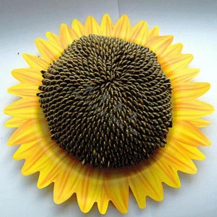河套葵花籽