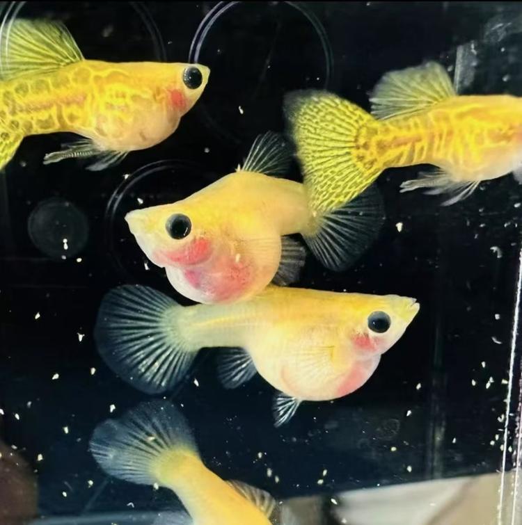 梅姐孔雀鱼小铺子