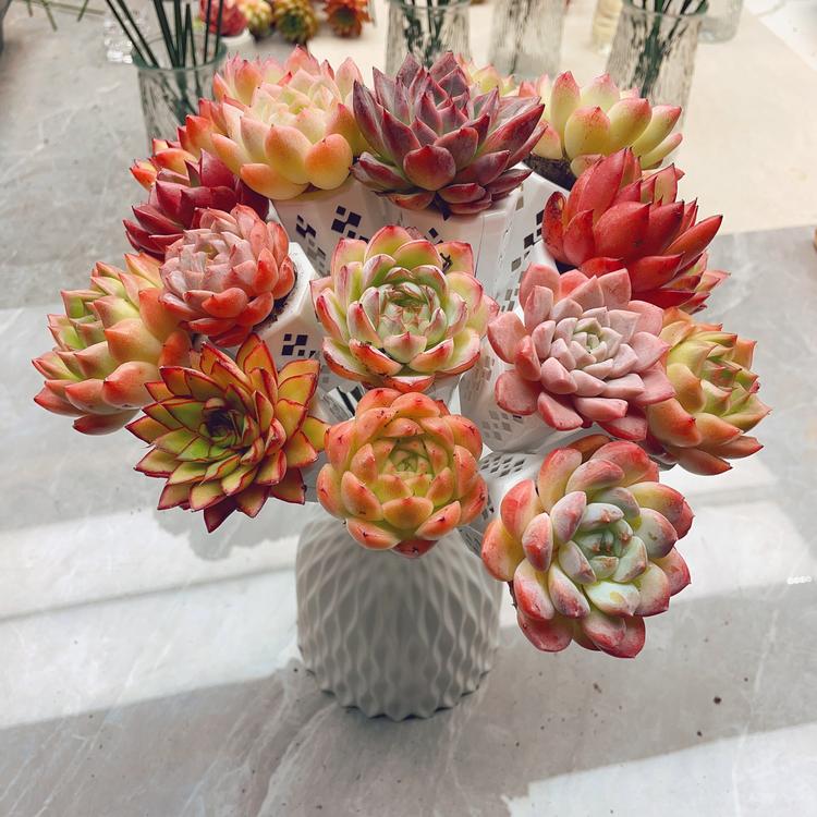 花朵朵无土多肉