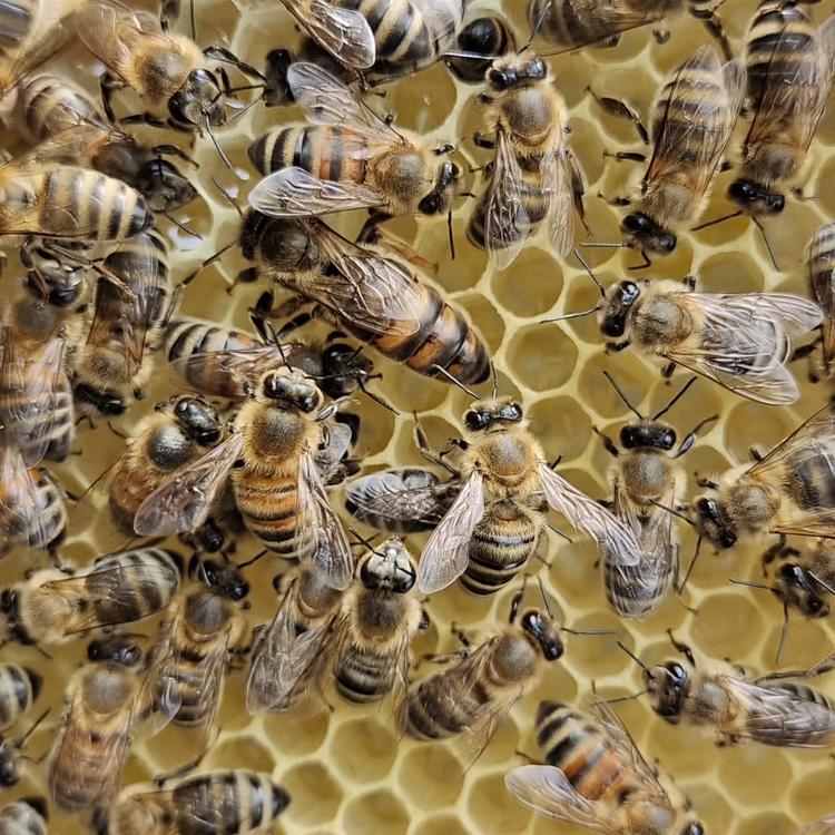 老蜂农意蜂育种基地