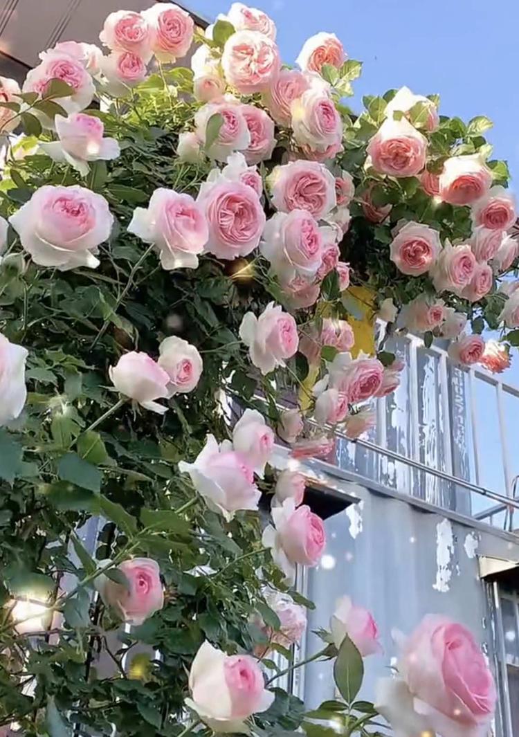 花有意花卉