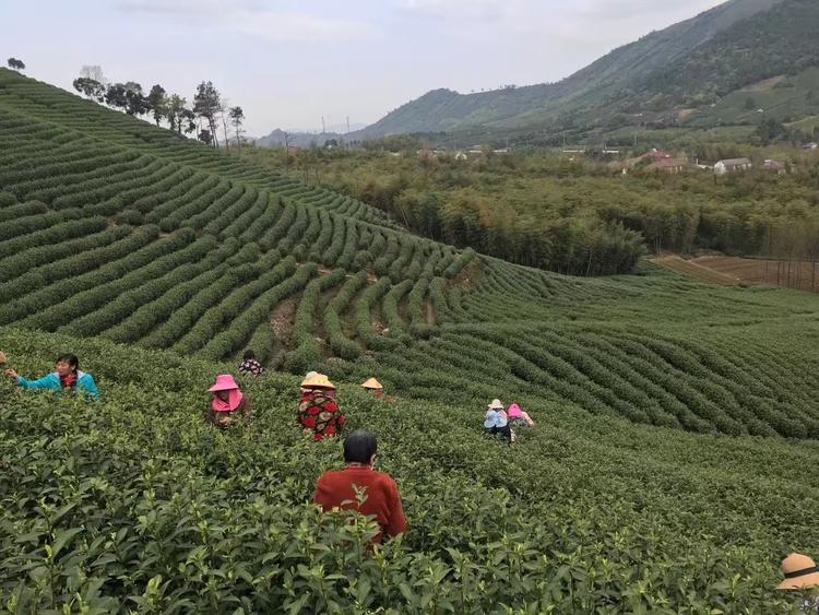 上品青茶业