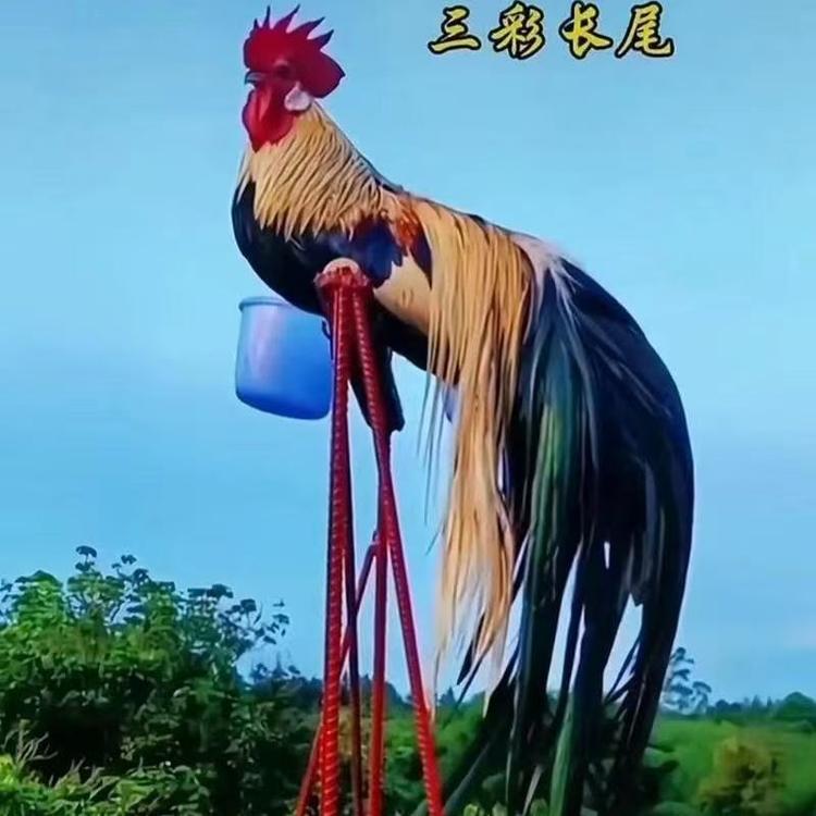 芙蓉宠物好货小铺