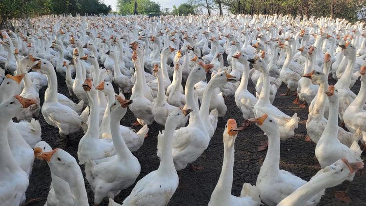 庆松安徽大白鹅