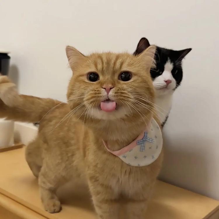 九月的精选好物