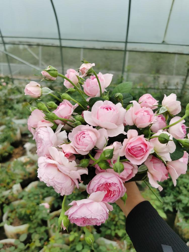 沭阳县花阁莱园艺经营部的小店个体店