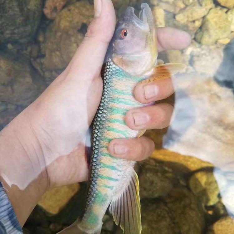 浙江仙居朱溪马口鱼