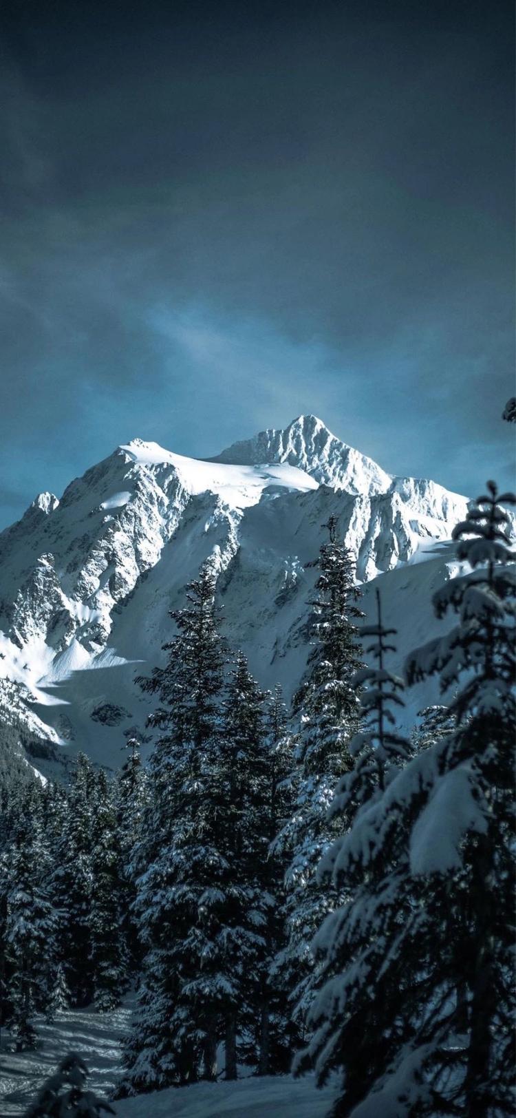 牛大娘园艺个体店