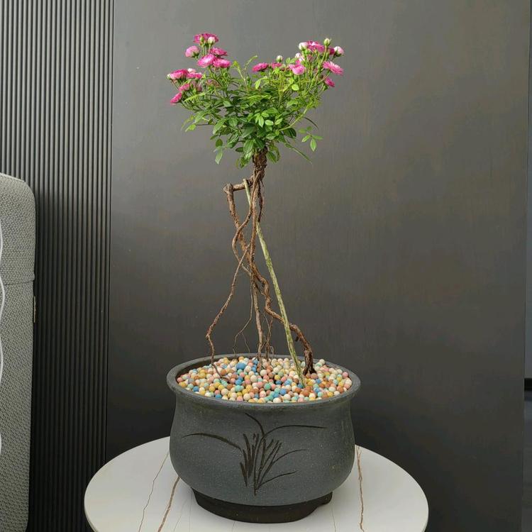南锋小屋