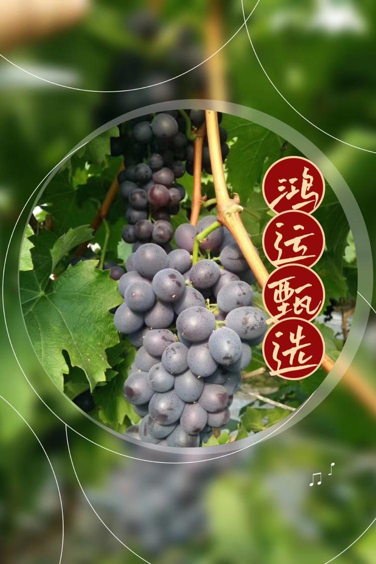 茶淀玫瑰香葡萄鸿运甄选