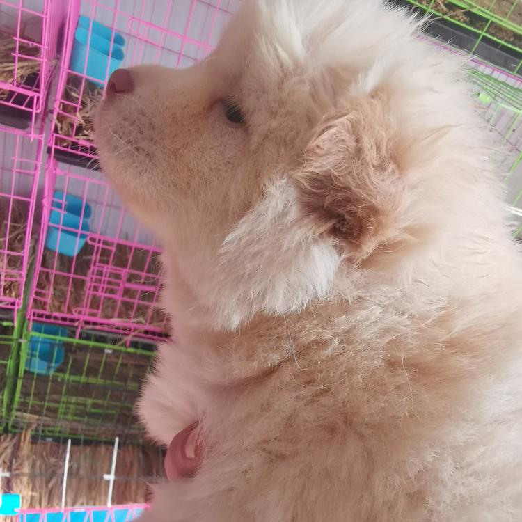 青山绿水田园犬